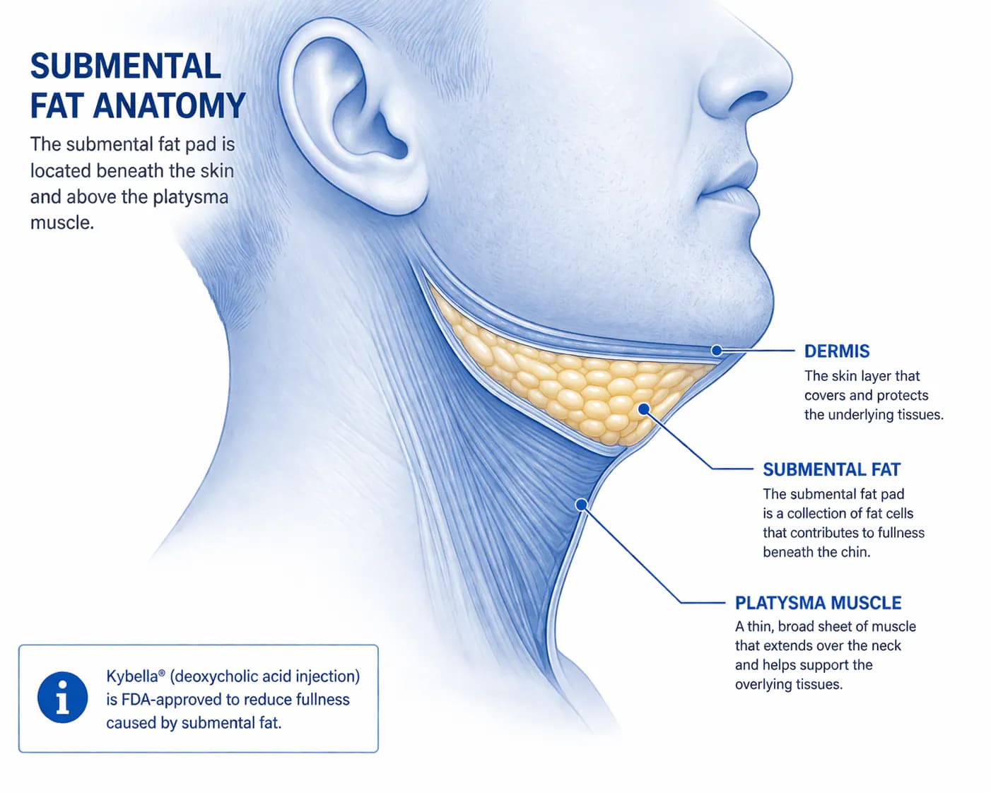 submental fat anatomy showing fat depth and skin layers relevant to chin treatment planning